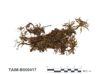 藏品(暖地大葉苔)的圖片